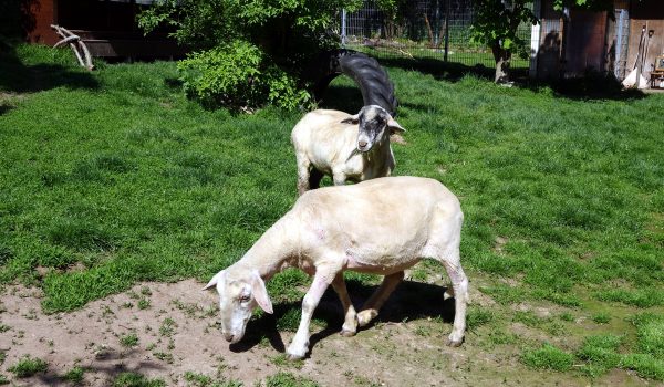 Tierheim Oberndorf Tierschutzverein Höchstadt / Aisch