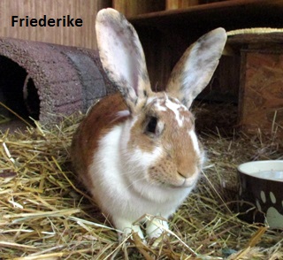 Kaninchen suchen ein neues Zuhause - Tierheim Oberndorf